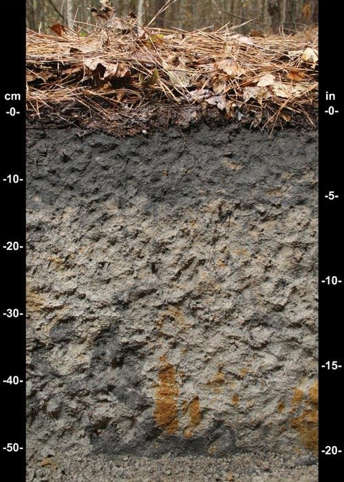 Hydric Soils 21 Figure 28. Indicator F2 (Loamy Gleyed Matrix). The gleyed matrix begins at the surface and extends to a depth of about 14 cm. b. 15 cm (6 inches), starting within 25 cm (10 inches) of the soil surface.