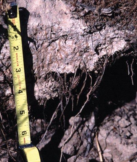 24 Field Indicators of Figure 35. Incicator F9 (Vernal Pools). A depleted matrix only 5 cm thick is required. F12. Iron-Manganese Masses.