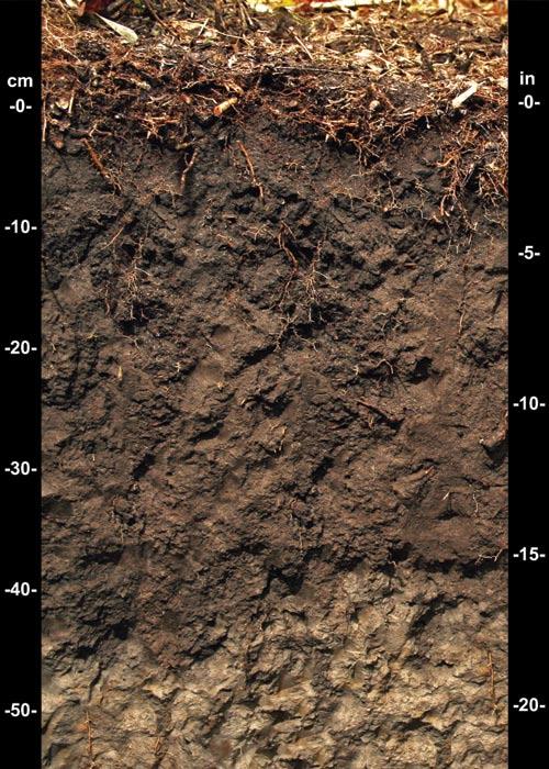 Hydric Soils 25 which the lower 10 cm (4 inches) has the same colors as those described above or any other color that has chroma of 2 or less.