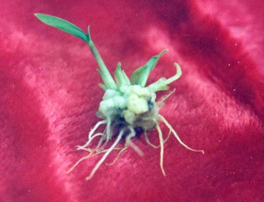 Callus with mature coleoptillar embryos were selected for germination.
