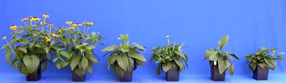 With late spring plugs, these plants begin to stretch as soon as flowers are initiated. We evaluated crop response to uniconazole (Concise, Fine Americas, Inc.) applied by different methods.