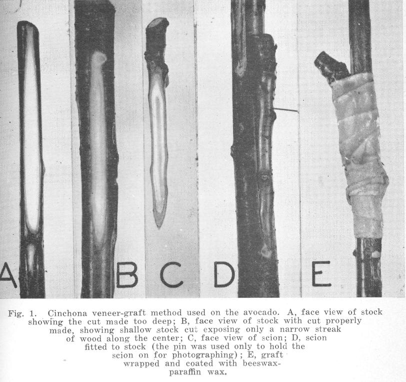 usually made into the woody portion of the stem in the ordinary veneer-graft and sidegraft methods of propagation. The scions used in this method should be approximately 4 inches in length.