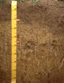 Associated soils Some soils that commonly occur in association with Mossburn soils are: Tauringatura: well drained shallow soil formed on mixed greywacke and tuffaceous greywacke bedrock and