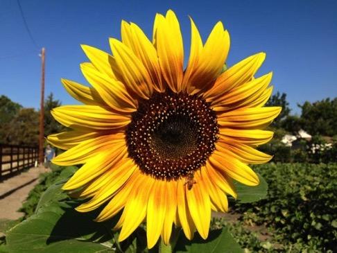 We truly appreciate this wonderful opportunity given to Sunflower Hill by the city of Livermore to create and run a garden to provide educational and