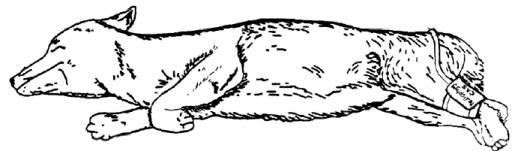 For anesthetized patients, measurements from the median artery on the foreleg can be used by wrapping the cuff around the forelimb, between the elbow and carpus.
