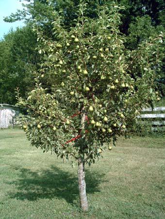 Fruit Trees in the Urban Environment A lecture on