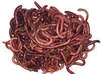 Before I discuss with you the benefits of the byproducts of Wormeries, I feel I should bring to your attention that there is a huge difference between how the Common Garden Earthworm operates and a