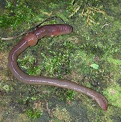 Please don t try to use a common garden earthworm (known as the nightcrawler or lumbricus terristris) as this earthworm is a BURROWER, and will kill itself trying to burrow in a worm bin.