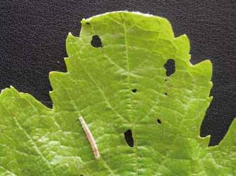 Prodigy Insecticide Technical Manual LARVICIDAL ACTION Note: No holes in leaf Prodigy