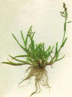 Annual meadowgrass (Poa annua)»! Annual plant, has a short lifespan»! Very common, indigenous species»! Tufted growth habit»! Seeds at very low heights»!