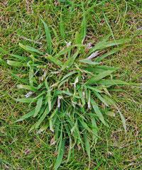 Yorkshire Fog (Holcus lanatus)» Tufted, perennial grass» Native on lawns» Occurs over a wide range of soil types» Well