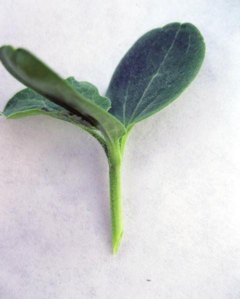 location of plant parts). It is important to remove all of the apical meristem and the axillary buds to prevent future shoot growth of the rootstock.