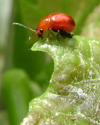 Pests and Diseases (2) Leaf Beetle (Chrysomelidae) feeds on new leaves and thought to be resistant to curcine compounds