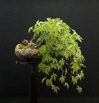 Bonsai from your backyard VIRGINIA CREEPER - PARTHENOCISSUS Parthenocissus is a genus of about 10 species of deciduous tendril climbers found in the forests of the Himalayas, E.