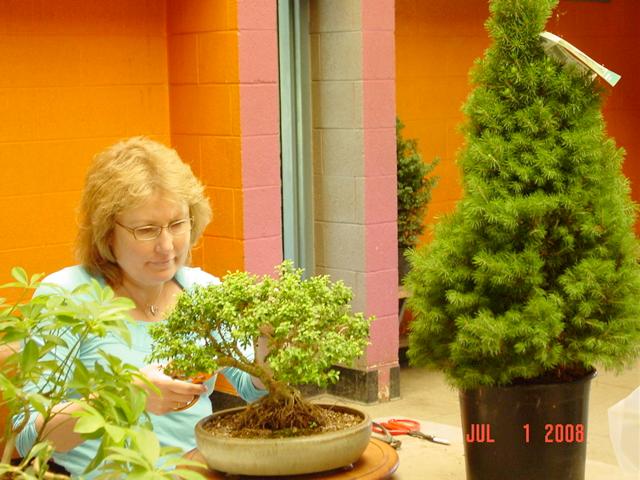 Ted Matson was a wonderful, informative instructor. The most important thing that I learned from Ted is to not try to make every Bonsai look perfect.