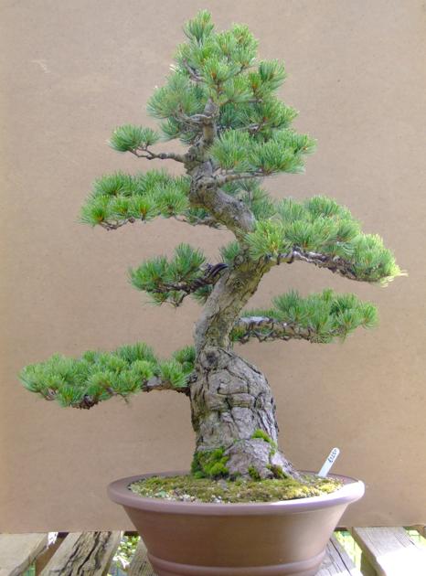 July Bonsai Care Tips a compilation from the Springfield Bonsai Society and the Iowa Bonsai Association This is a general guide. Times can vary as much as a month depending on the weather trends.