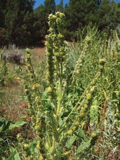 Many weed species are more susceptible to herbicides at specific growth stages.