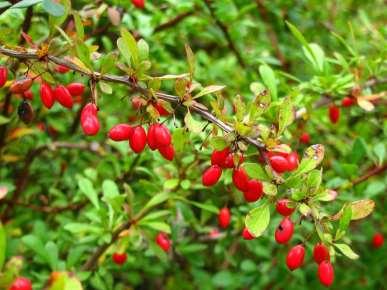 Identifying and Controlling Invasive Plants Barberry Control Considerations Dispersal Can spread through seeds (wildlife and birds)