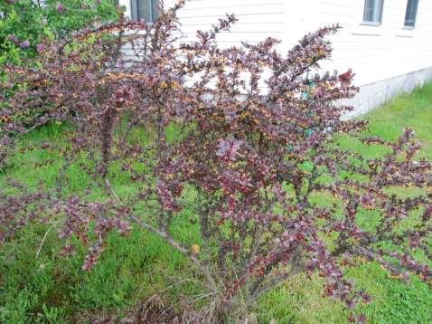 Identifying and Controlling Invasive Plants Barberry Control Considerations Mechanical Control: Pull or dig early in season before