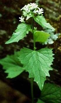 Identifying and Controlling Invasive Plants 2