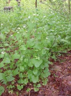 Identifying and Controlling Invasive Plants Garlic Mustard Control Considerations Dispersal: Seeds spread by water and wildlife Plants can also expel seeds up to 6 feet Human transport of seed on