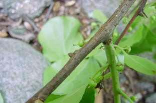 Identifying and Controlling Invasive Plants Oriental