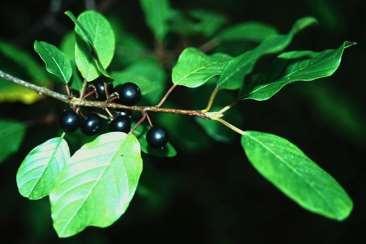 Identifying and Controlling Invasive Plants Glossy and Common Buckthorn - Description Small trees.