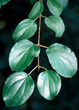 Identifying and Controlling Invasive Plants Buckthorn Control Considerations Mechanical Control: Small plants: pull when soils are moist to remove roots.