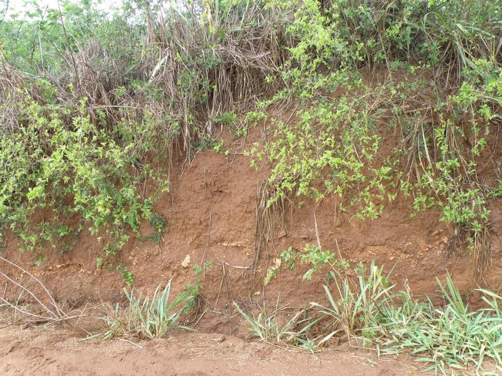 4. SOILS OF KWARUGURU ESTATE 4.1 Soils A field inspection of Kwaruguru estate has been carried out. It confirmed the statement of Mr.
