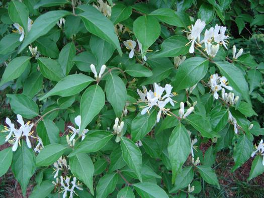 Controlling Non-Native Invasive Plants in Ohio Forests: Bush Honeysuckle page 2 native woodland species, and can form pure, dense thickets totally void of other vegetation.