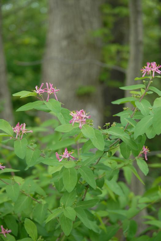 Controlling Non-Native Invasive Plants in Ohio Forests: Bush Honeysuckle page 3 Undesirable Trees, Shrubs, and Vines Forestry Fact Sheet F-45 and Herbicides Commonly Used for Controlling Undesirable