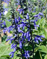 Black And Bloom Salvia (Salvia guaranitica) Dark blue flowers mid-spring to mid-fall Evergreen or deciduous evergreen USDA zones hardy to 10 F USDA zones