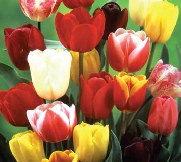 spring and for many years to come. 20 to 24 inches tall. Item # 32: Mixed Tulips 10 PREMIUM BULBS $13.