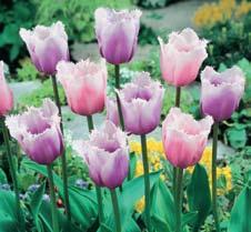 50 Fancy Fringed PURPLE and PINK 40 TULIP BLEND - 7 Bulbs (Tulipanes purpuras y rosados - 7 Bulbos) Our fancy fringed purple and pink tulips will bring amazing