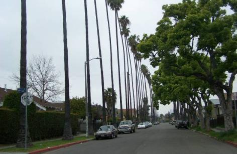 Development and Suburbanization context. These trees were planted as part of the cohesive development of residential subdivisions.