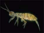 Springtail has 3 pair of legs, plus a special spring (furcula) on its abdomen to