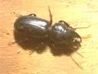 The insect is less than 1/16 long and has a pair of antennae Ground Beetle has 3