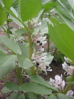 5. Compost in the Sustainable Food and Feed Cycle Bees pollinate bean flowers Beans for food