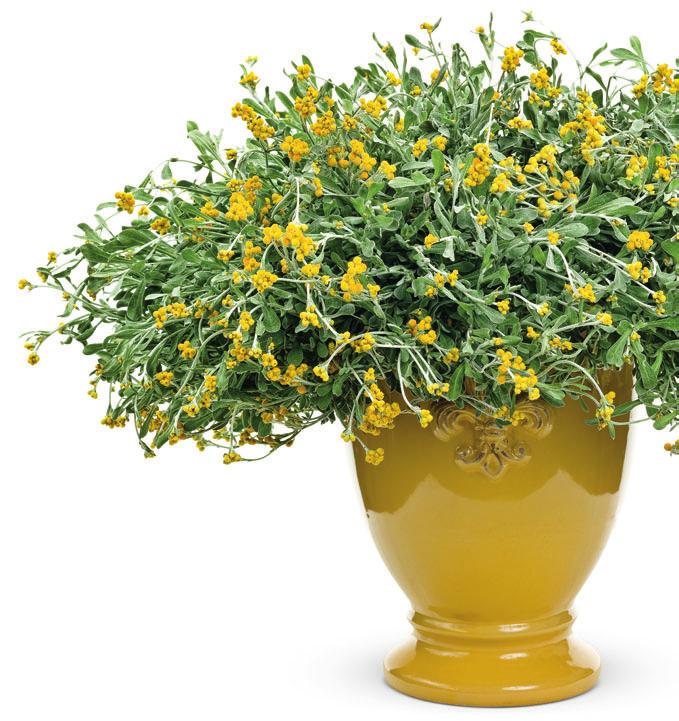 FLAMBE Chrysocephalum apiculatum LANDSCAPE 8-14" The unique blooms of this plant are truly enchanting, with small sprays of tiny spherical flower heads that appear in clusters in the spring and