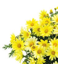 Growing Tips for Argyranthemum Requires high light in production.