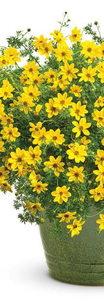 GOLDILOCKS ROCKS Bidens hybrid LANDSCAPE Constant summer flowering in a semi-double bloom makes Goldilocks Rocks spectacular, and its compact, trailing habit creates exceptional hanging baskets and
