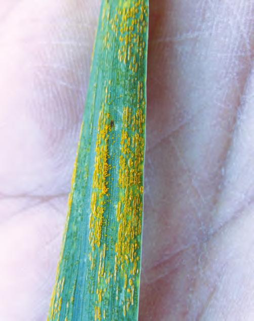 Stripe rust on winter wheat (early symptoms, left, and mature symptoms, right): Because stripe rust inoculum comes from outside the field, spraying a fungicide when the disease is starting to develop