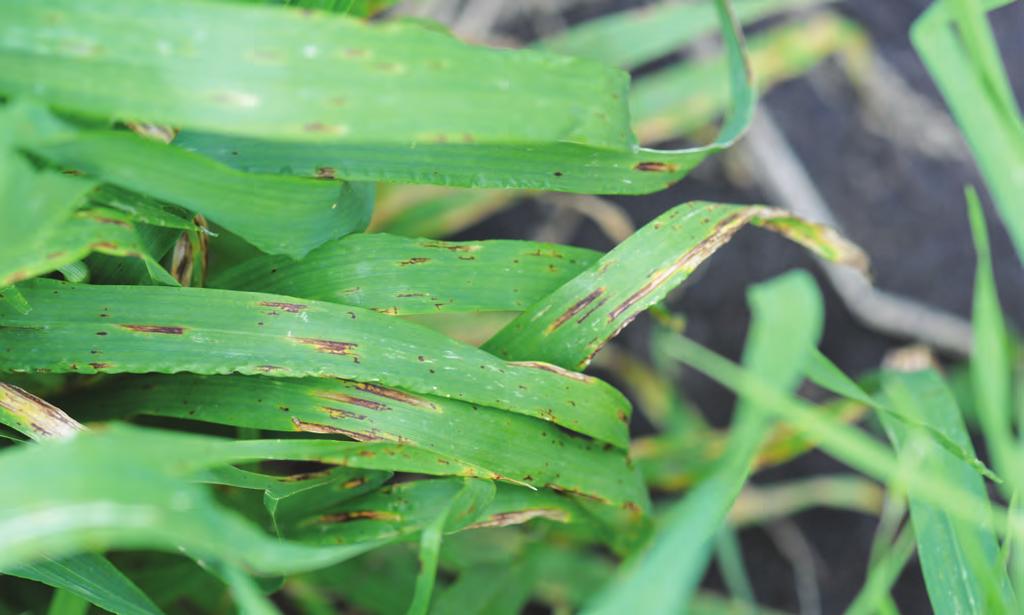 With net form net blotch and other leaf spot diseases in cereals, inoculum is continually coming from infested residues in the field, so new plant tissue will be exposed to the disease as the plant