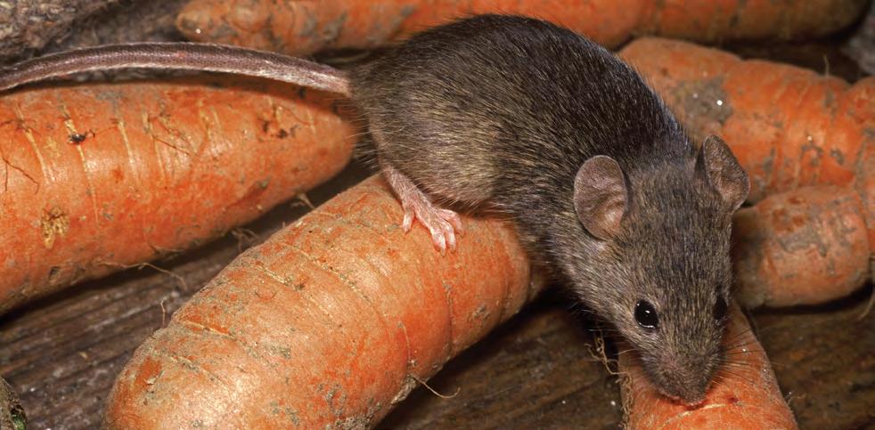 Integrated Pest Management of the House Mouse in Schools EM 9062 November 2015 Tim Stock, Robert Corrigan, and Dawn Gouge Figure 1. The house mouse breeds rapidly and consumes a variety of food.