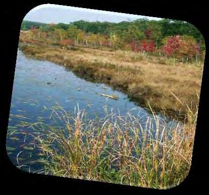 Natural Shoreline Landscapes on MI Inland Lakes Workshop for