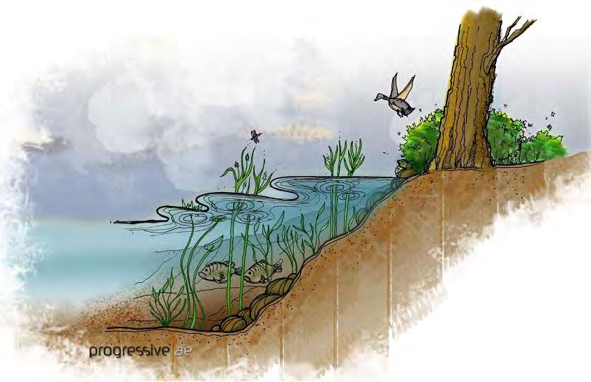 Fish and Wildlife Habitat Natural Shoreline Landscapes on MI Inland