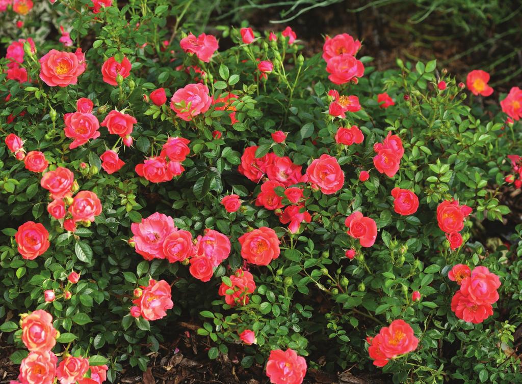 We evaluated dozens of yellow-blooming roses over several years before discovering this superior, non-fading plant.