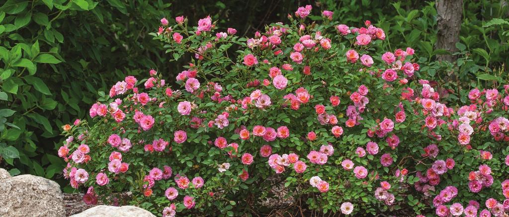 American Rose Society Award of Excellence Petit Pink A staff and visitor favorite in our trial gardens, Petit Pink rose is like