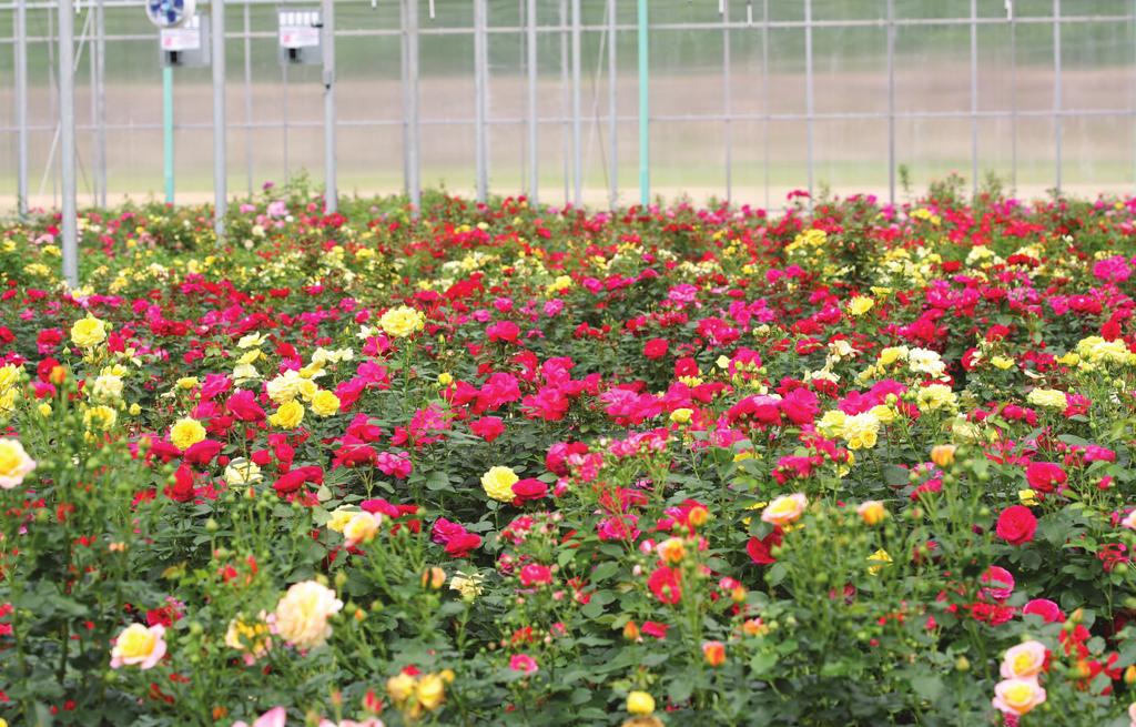 Meet your new favorite roses. Proven Winners roses are the colorful, disease-resistant, continuous blooming roses that keep their promise. How can we make this claim?