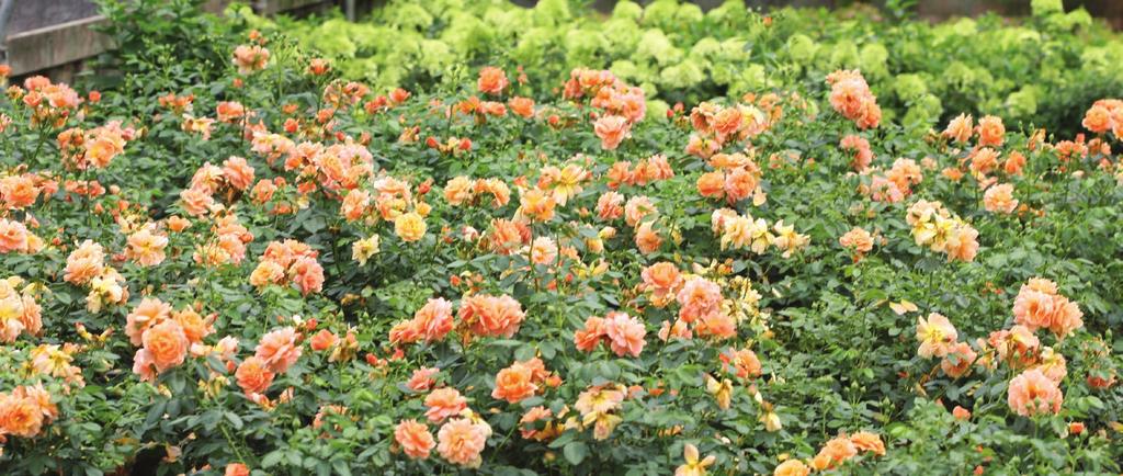 to get their hands on this one-of- but to its non-stop flower production from all the other disease resistant varieties: a-kind plant.